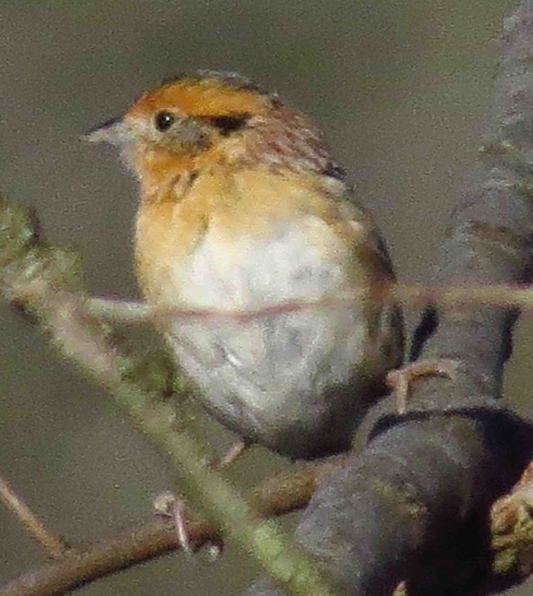 LeConte's Sparrow - ML556931001