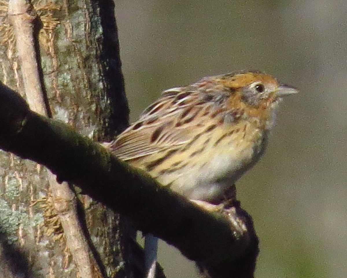 LeConte's Sparrow - ML556931021