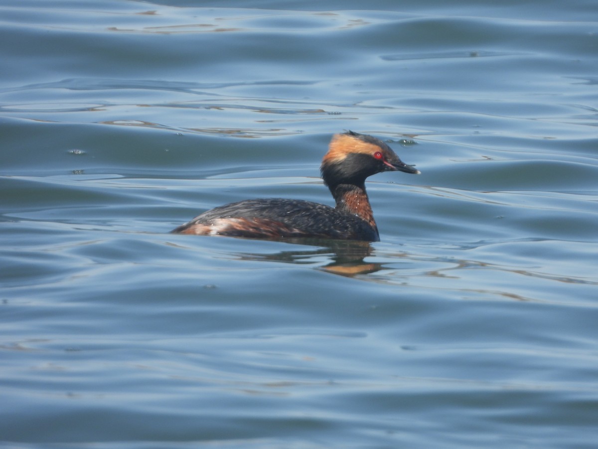 Horned Grebe - ML556931091