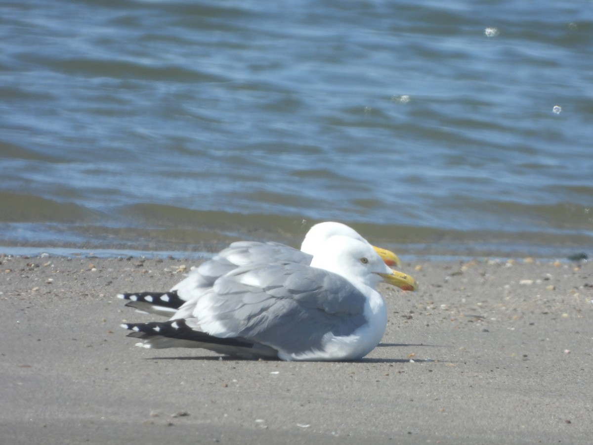 Herring Gull - ML556931181