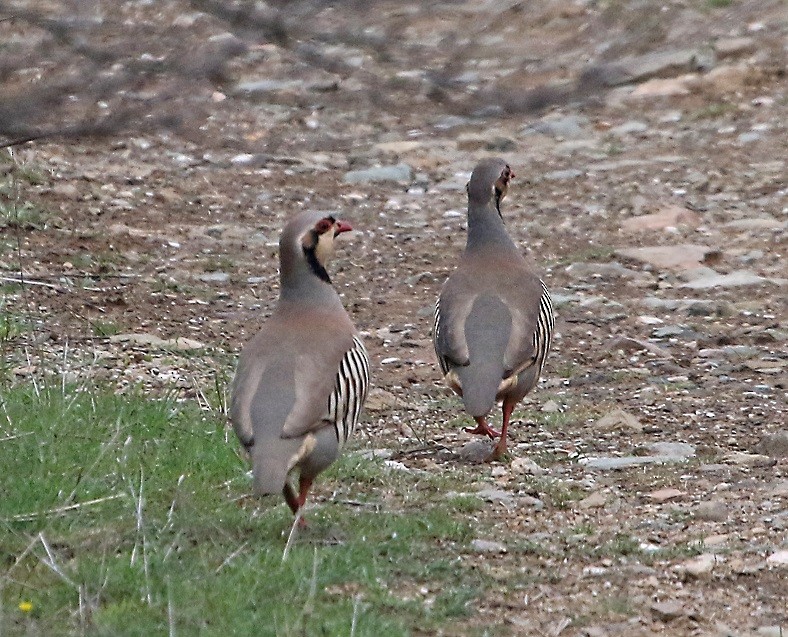 Chukar - ML556932841