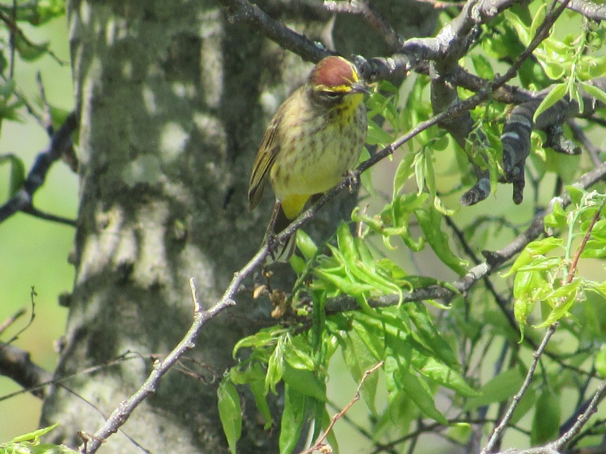 Palm Warbler - ML556934091