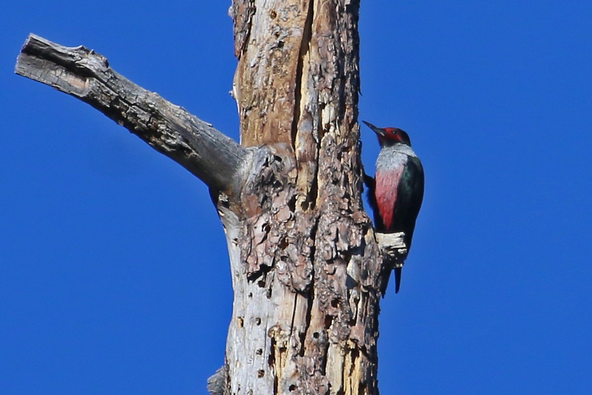 Lewis's Woodpecker - ML55693541