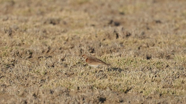 Red-capped Lark - ML556935461