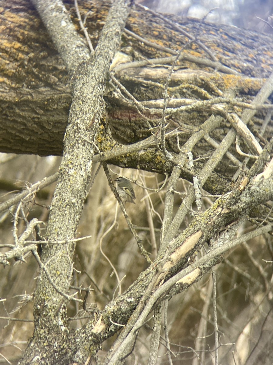 Golden-crowned Kinglet - ML556935861