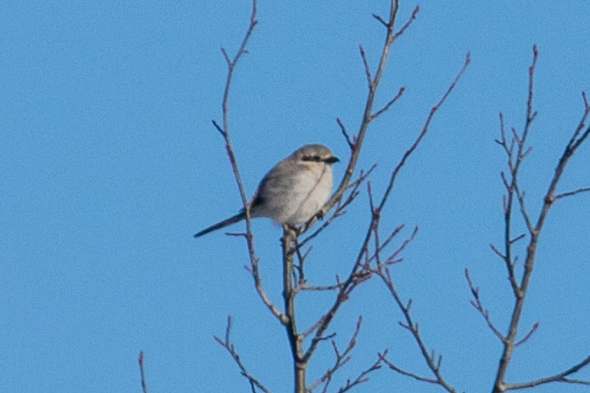 Northern Shrike - ML55693591