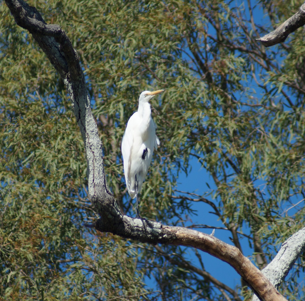 Great Egret - ML55693671