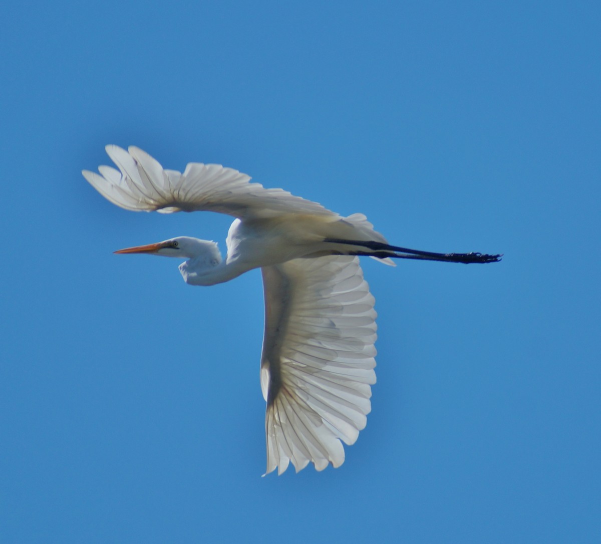 Great Egret - ML55693681