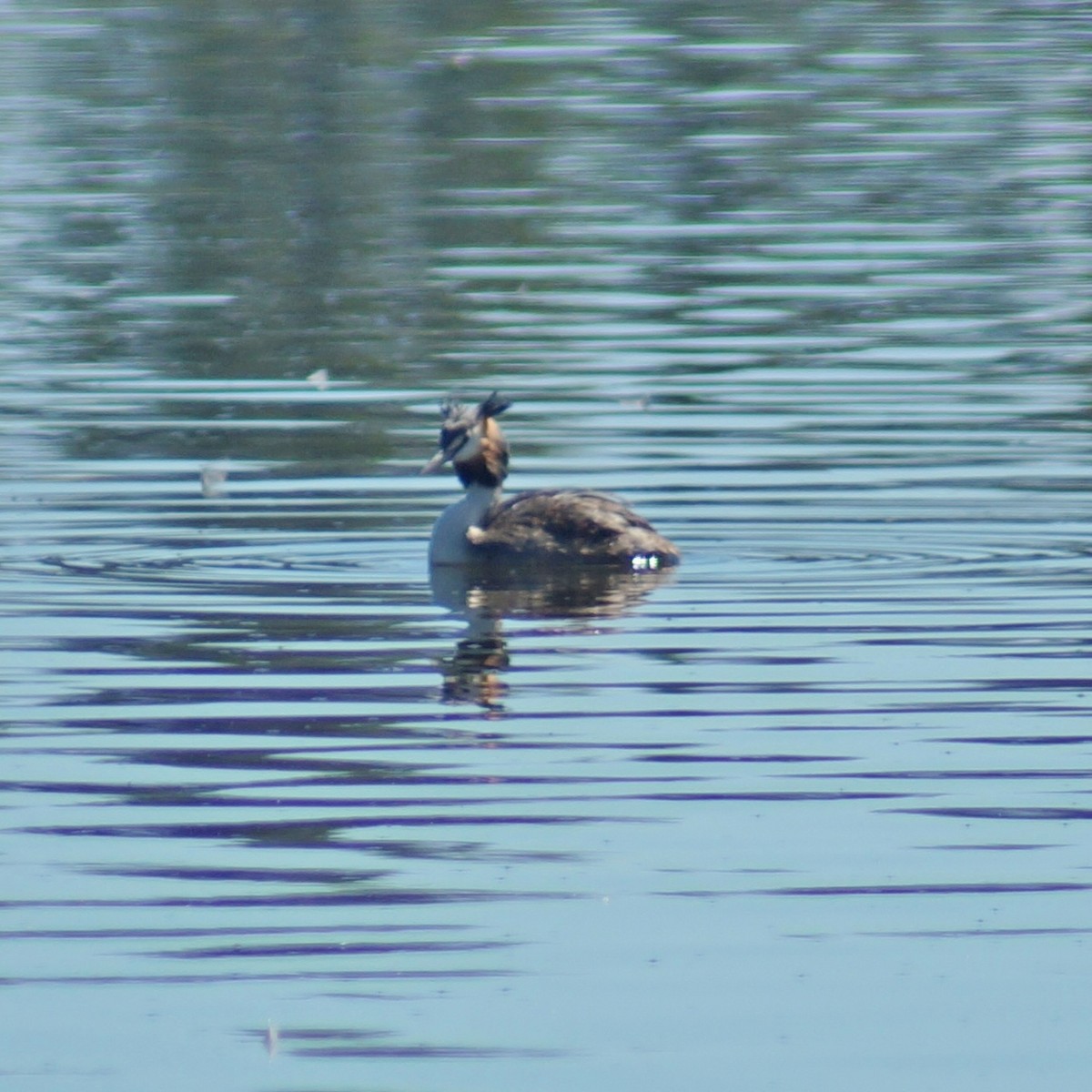 Great Crested Grebe - Sara Young