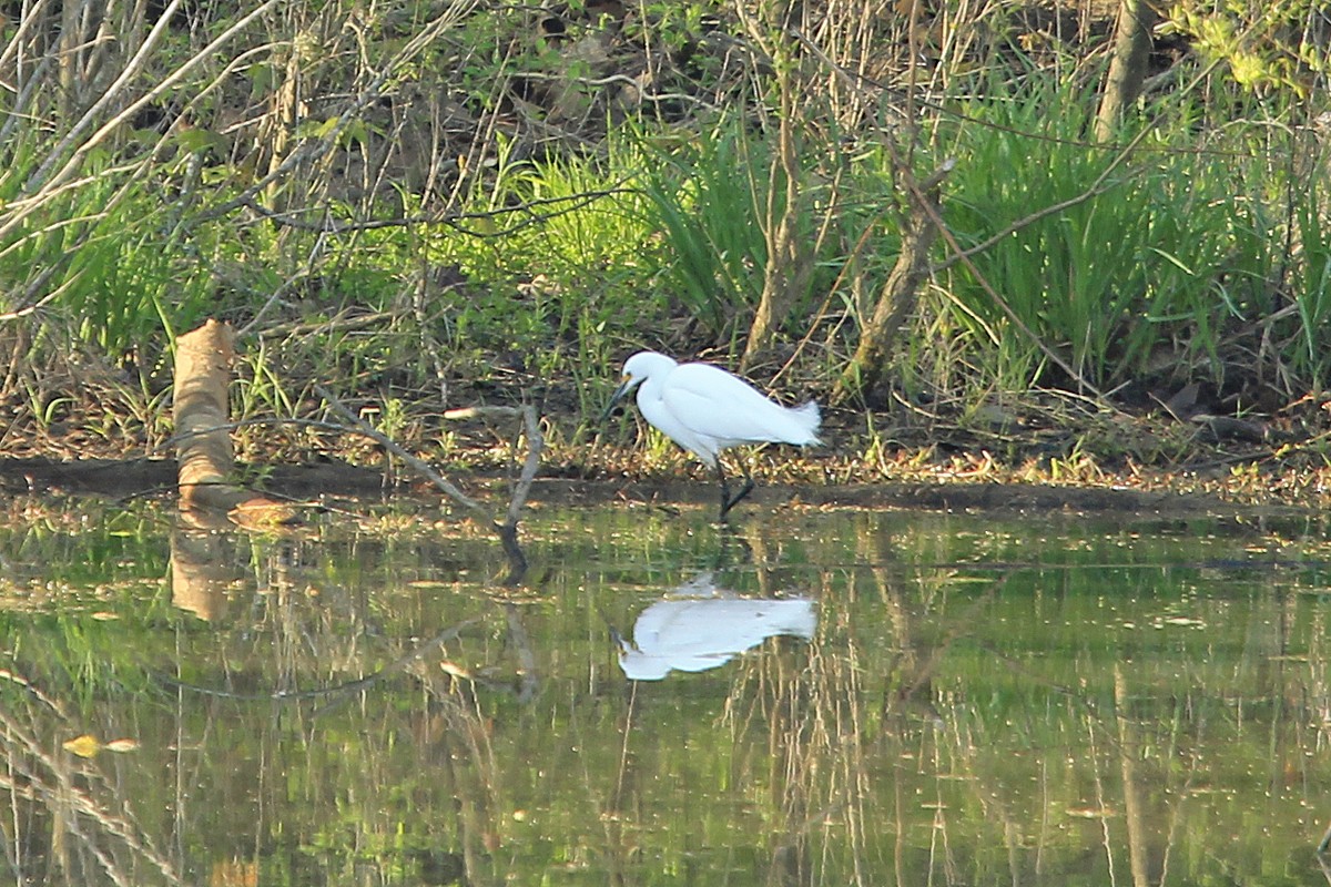 Snowy Egret - ML556936971