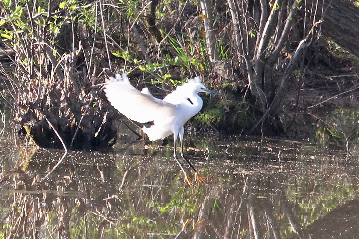 Snowy Egret - ML556936991