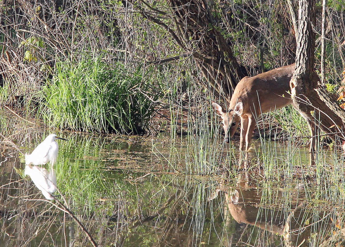 Snowy Egret - ML556937041