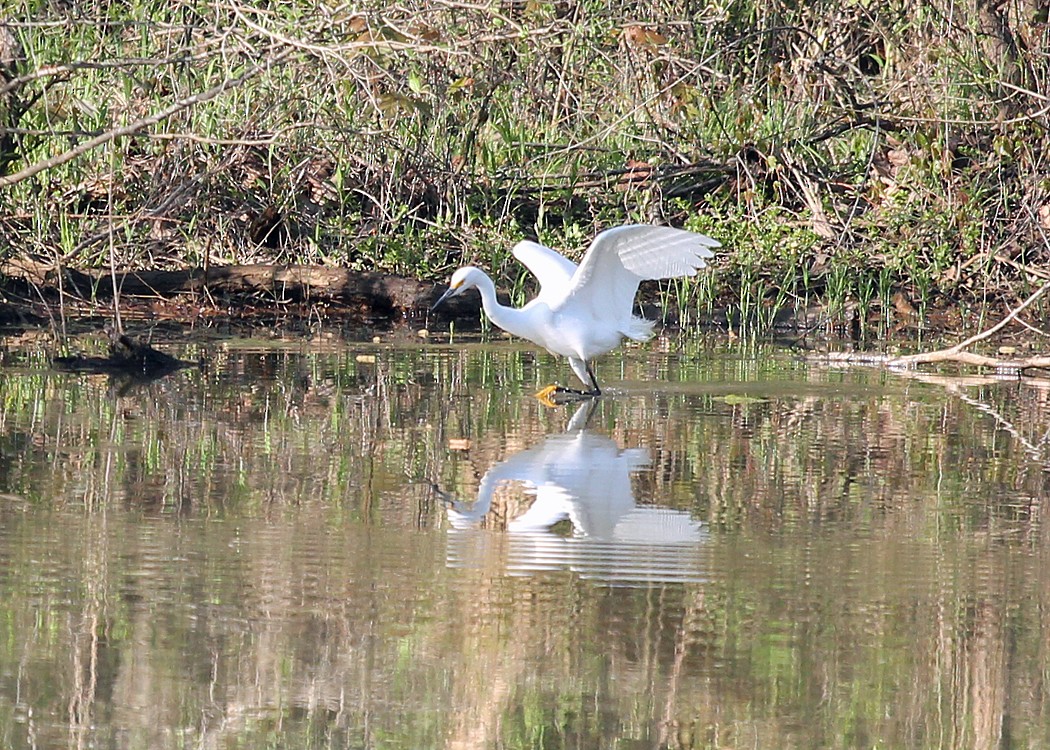 Snowy Egret - ML556937051