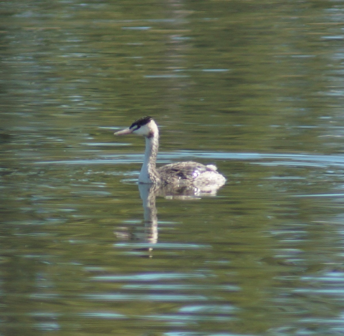 Great Crested Grebe - Sara Young