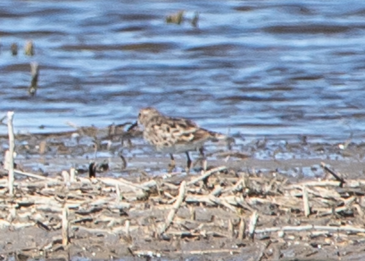 Least Sandpiper - ML556937791