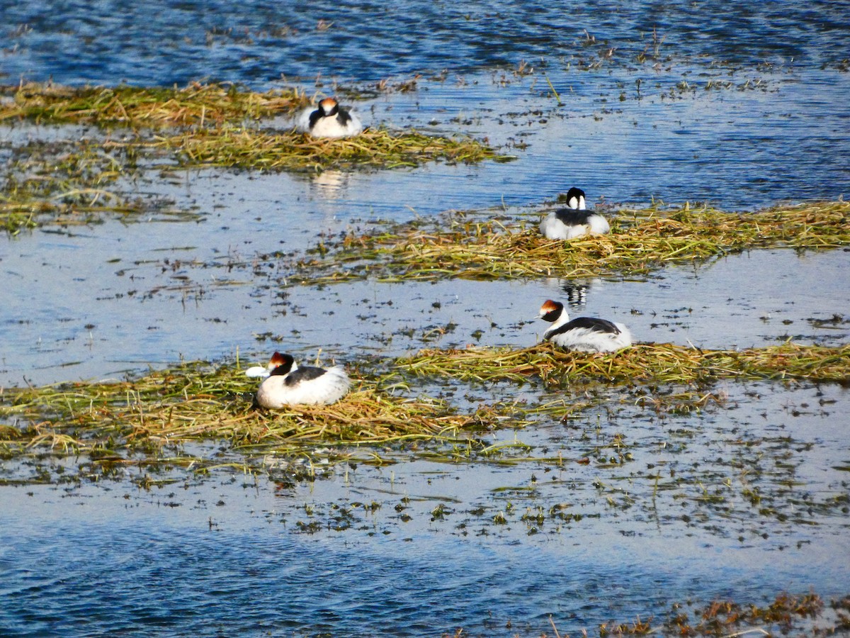 Hooded Grebe - ML556937881