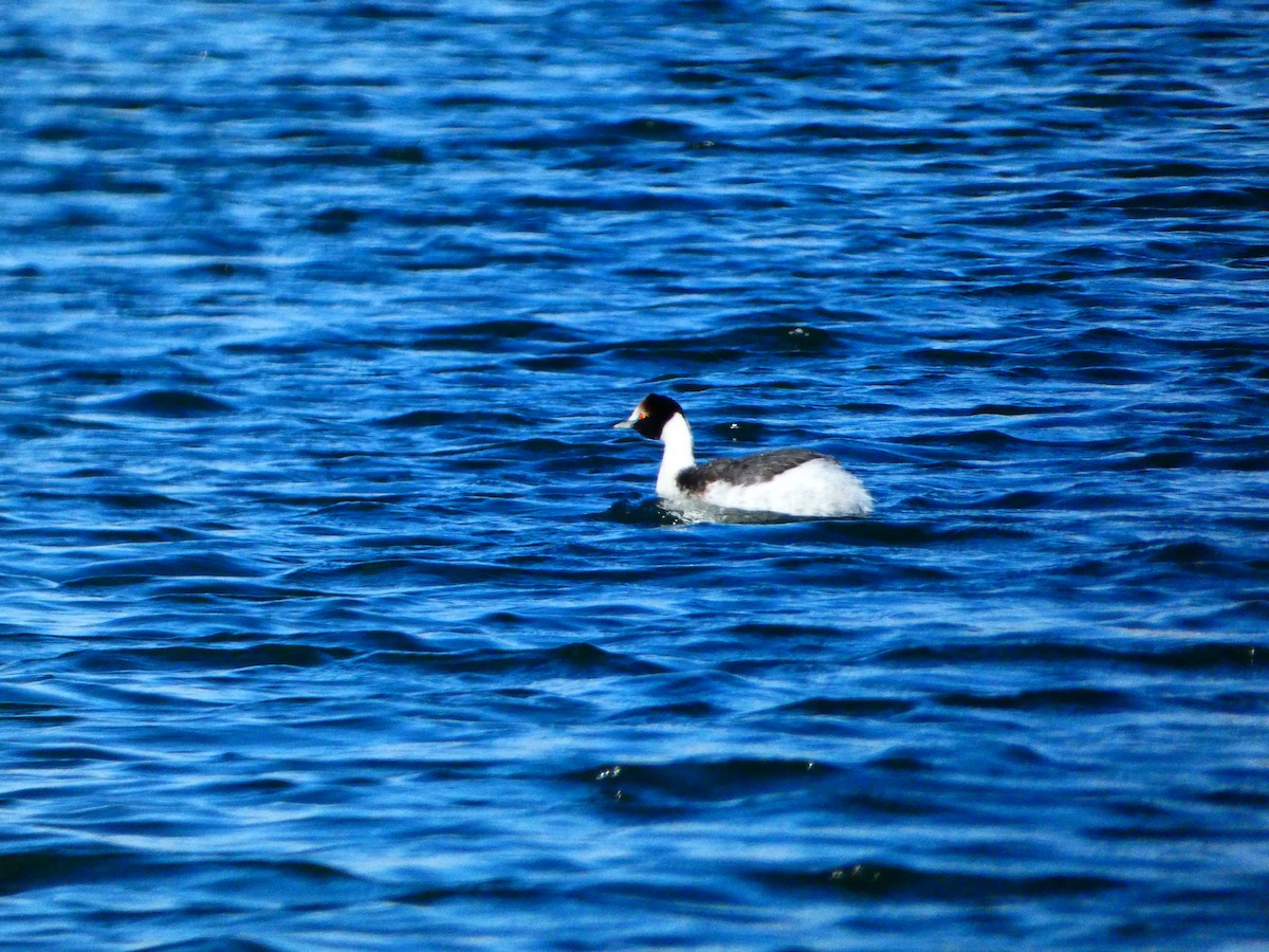 Hooded Grebe - ML556937901