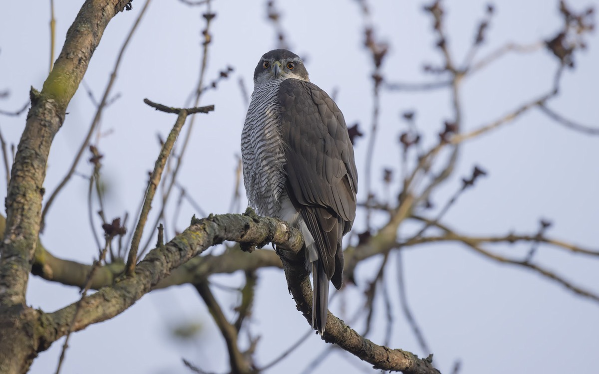 Eurasian Goshawk - Sin-Syue Li