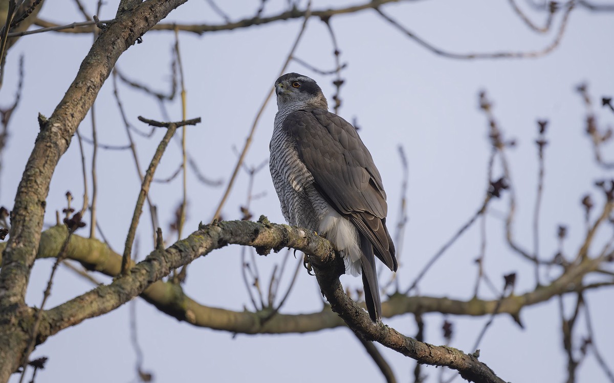 Eurasian Goshawk - Sin-Syue Li