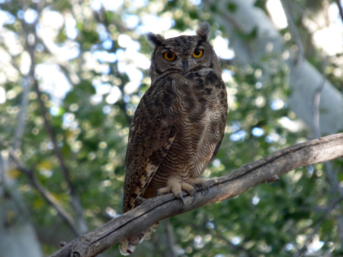 Lesser Horned Owl - ML556939091