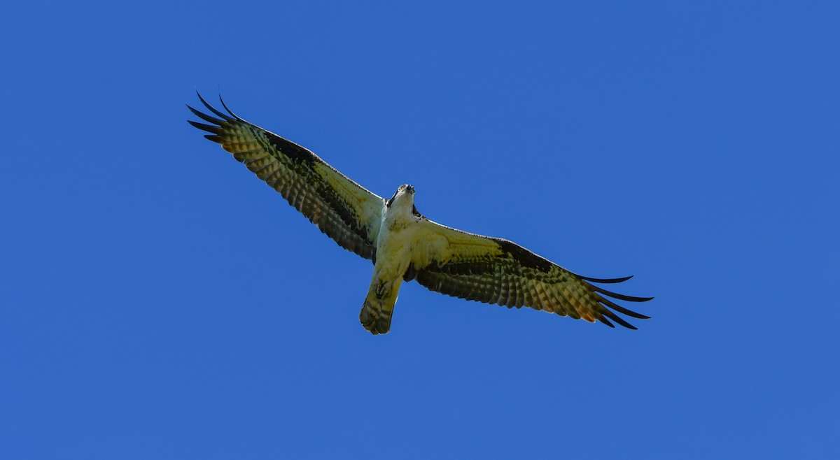 Osprey - ML556939131