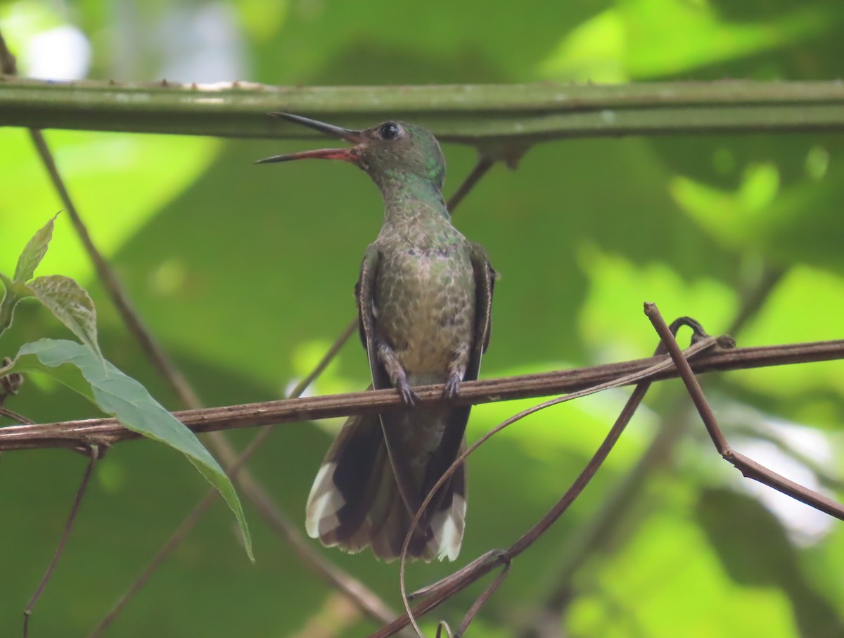 Colibrí de Cuvier - ML556939271