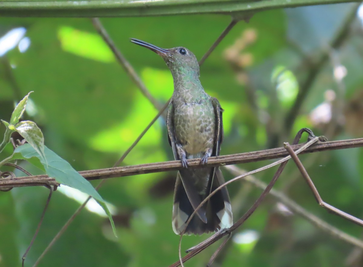 Scaly-breasted Hummingbird - ML556939281