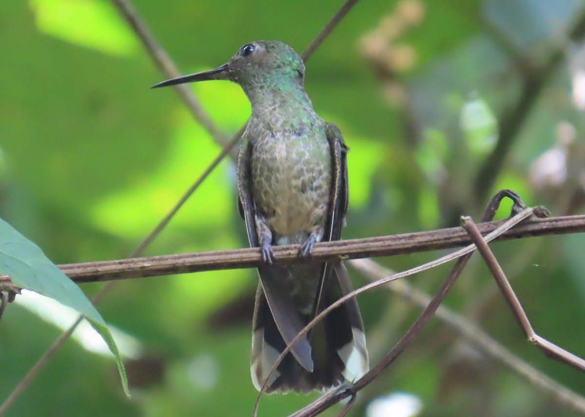 Scaly-breasted Hummingbird - ML556939311