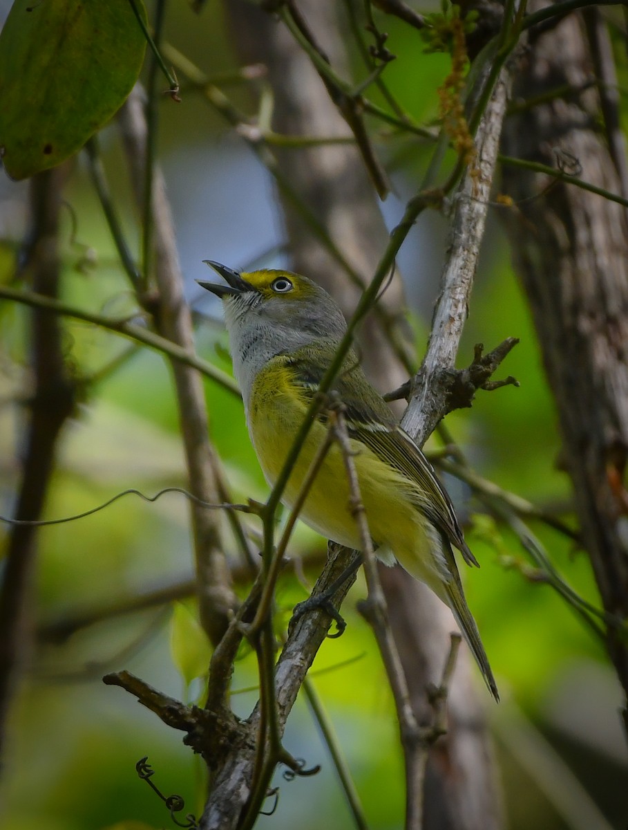 White-eyed Vireo - ML556939341