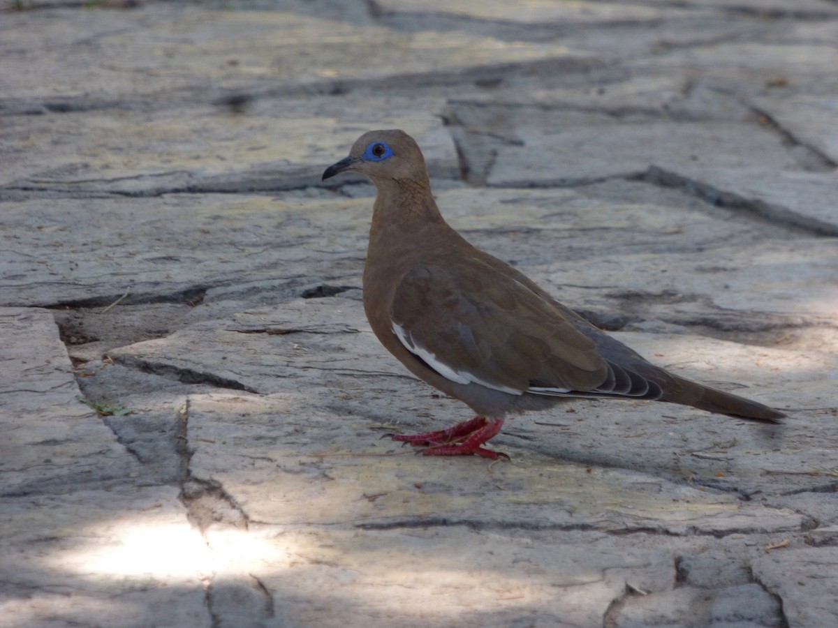 West Peruvian Dove - ML556939591