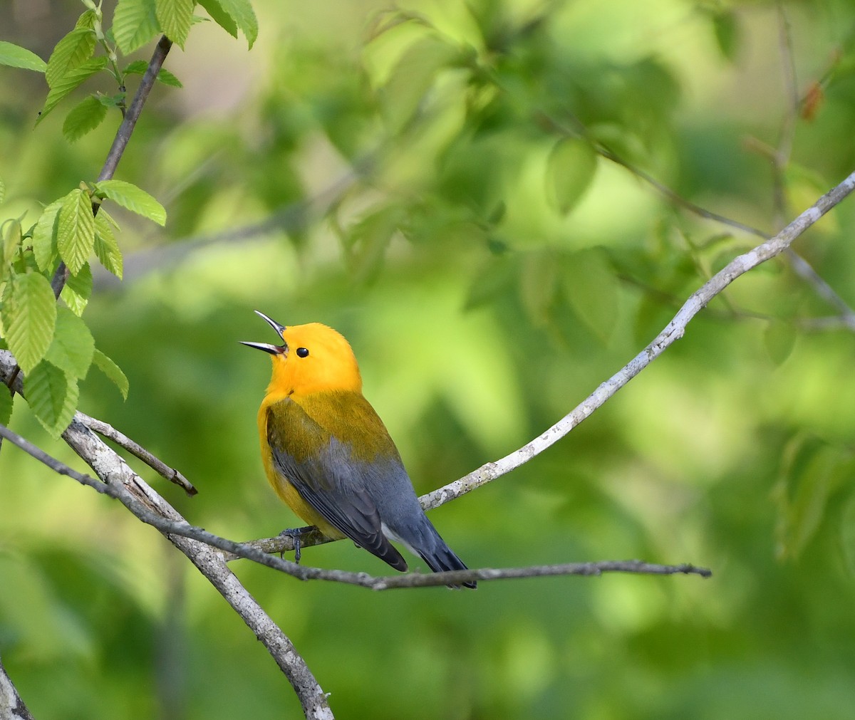 Prothonotary Warbler - ML556939601