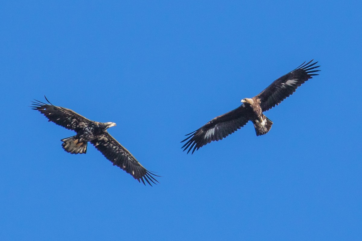 Golden Eagle - John Reynolds