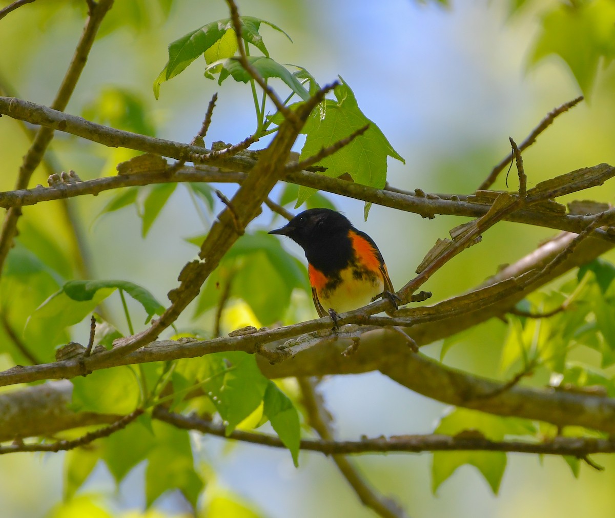 American Redstart - ML556939711