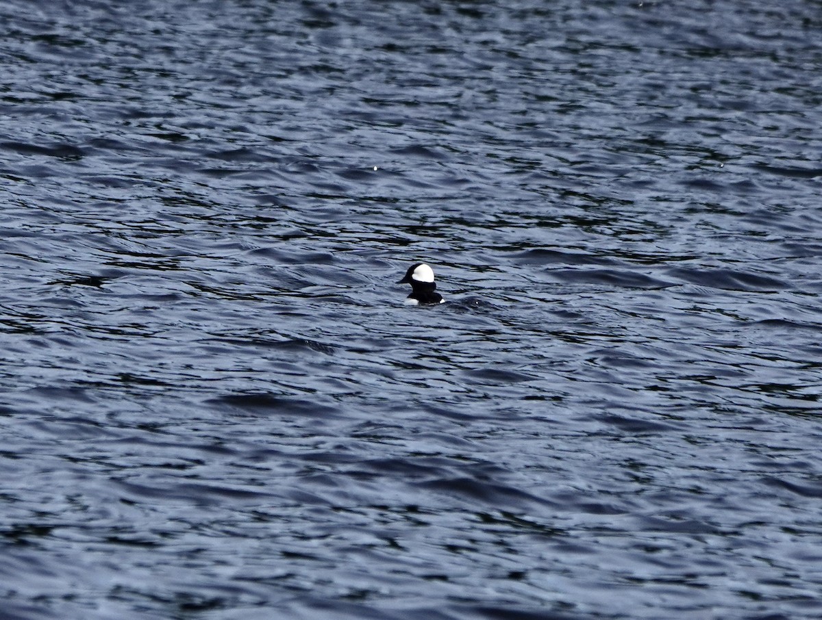 Bufflehead - Larry Bausher