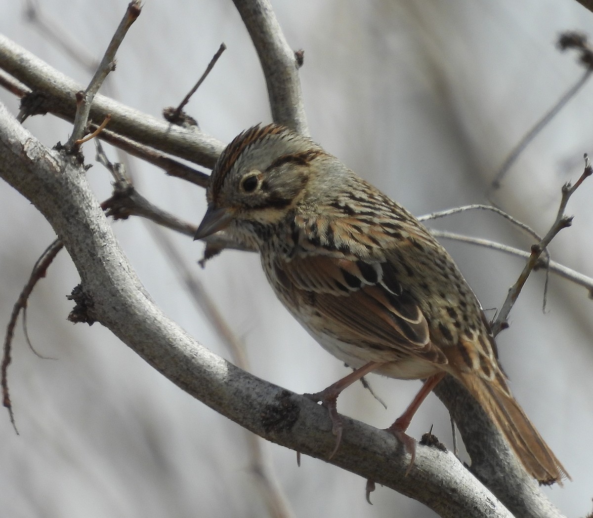 Lincoln's Sparrow - Bonnie Roemer