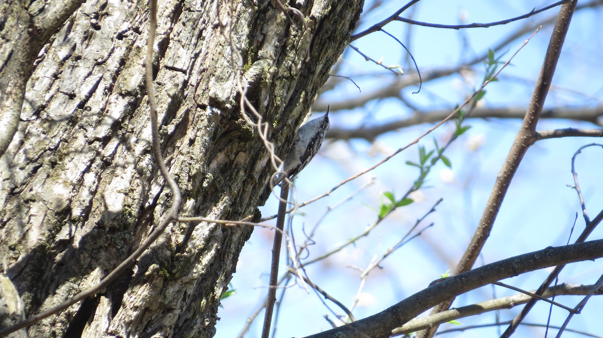 Brown Creeper - Doryce Wheeler