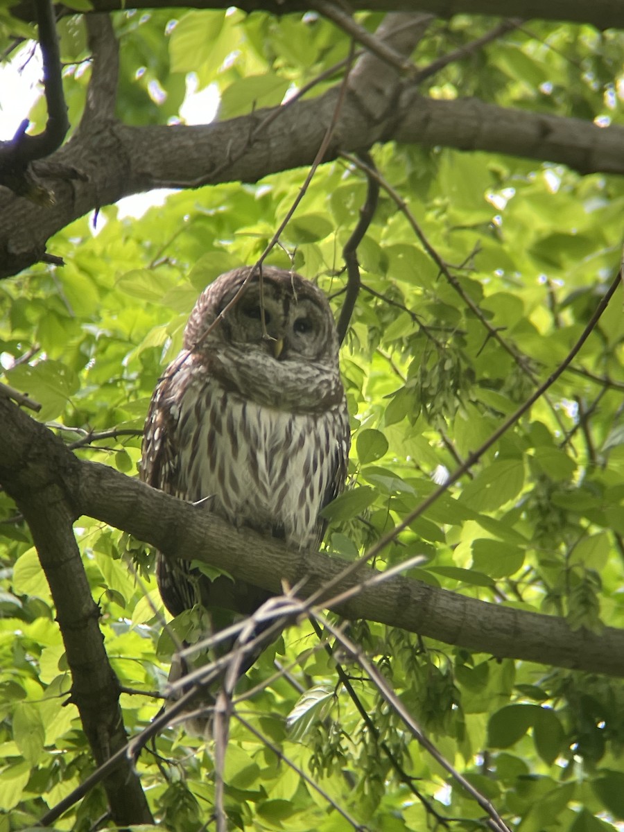 Barred Owl - ML556940791