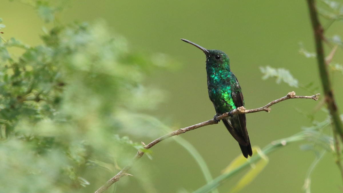 Shining-green Hummingbird - ML556941671