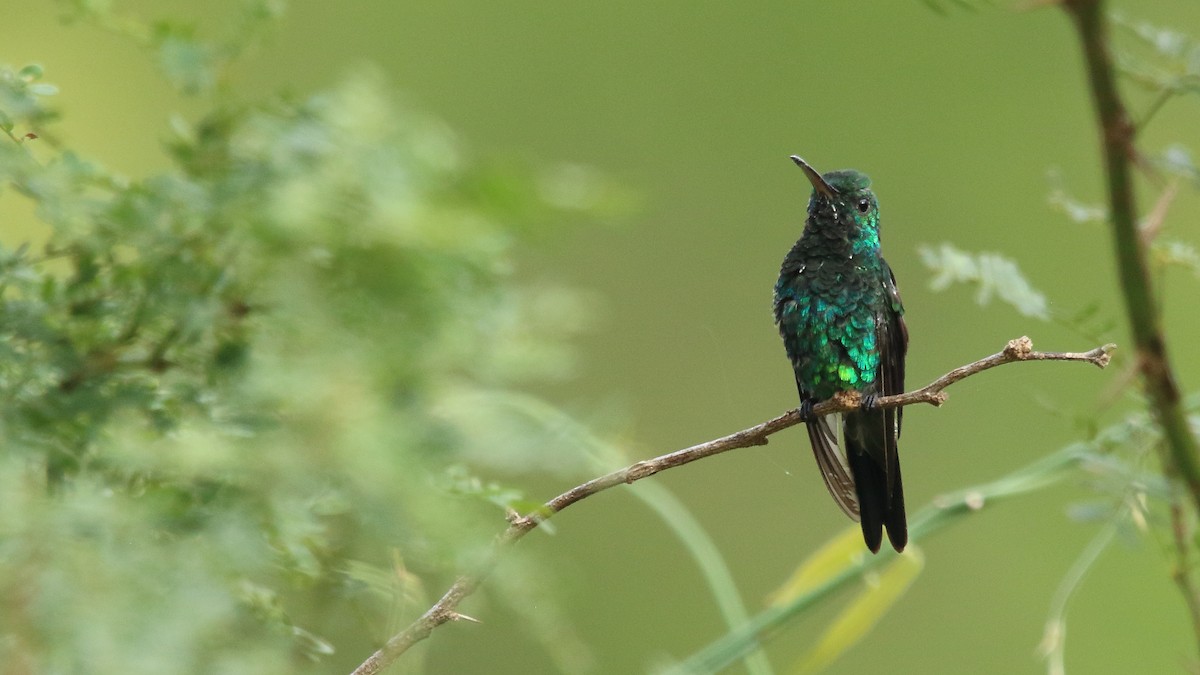 Shining-green Hummingbird - ML556941691