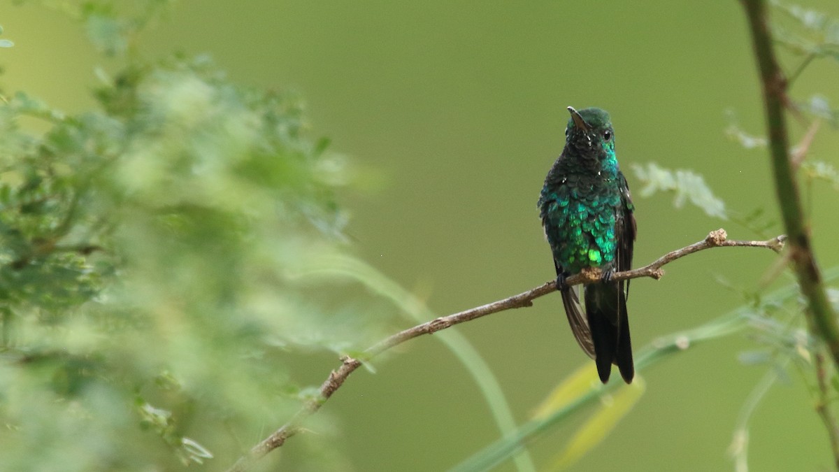 Shining-green Hummingbird - ML556941701