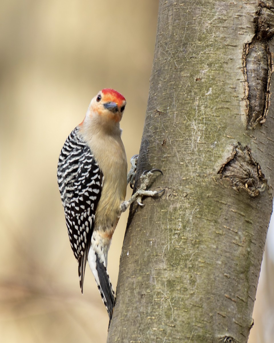 Red-bellied Woodpecker - ML556944221