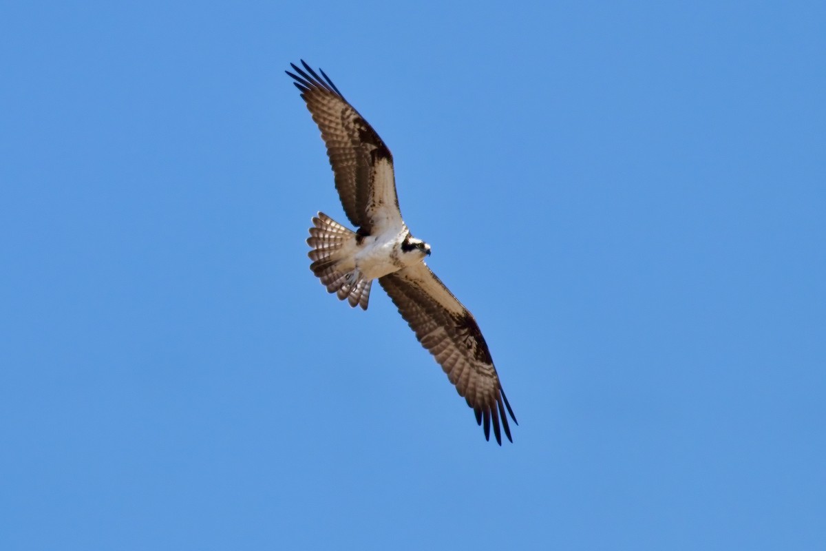 Águila Pescadora - ML556945041