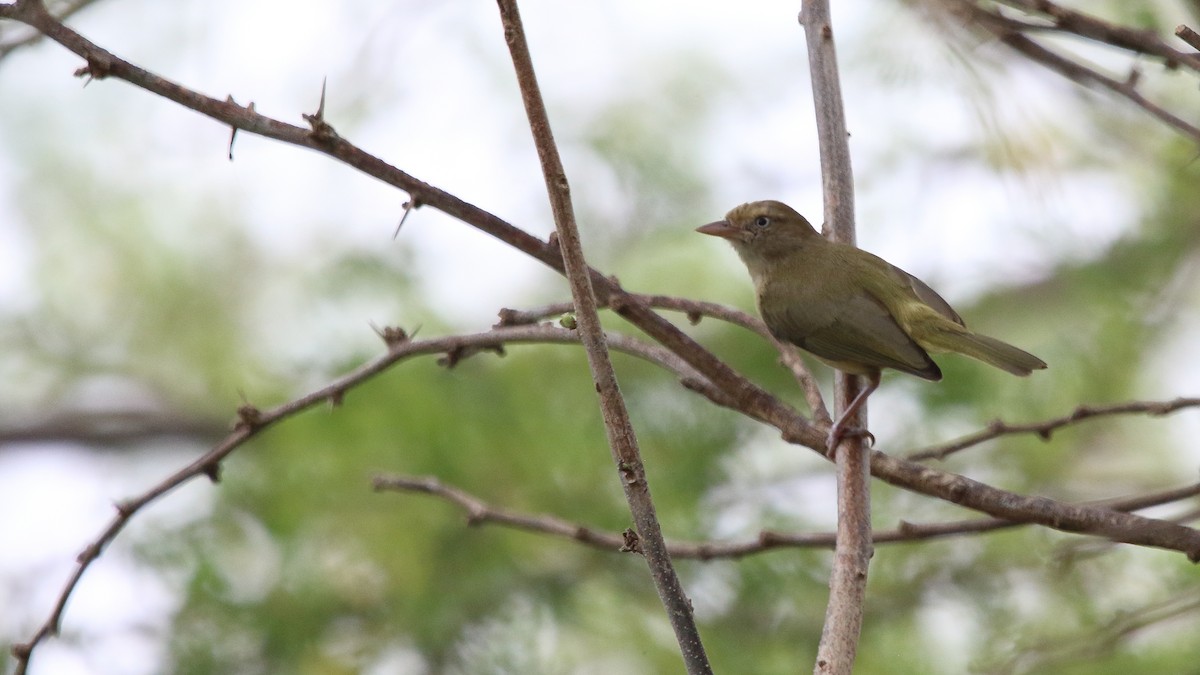 Verdillo Paticlaro (grupo flavipes) - ML556945061