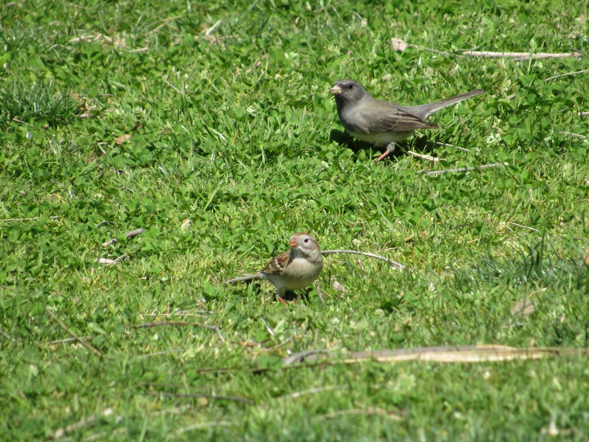 Юнко сірий (підвид hyemalis/carolinensis) - ML556945111