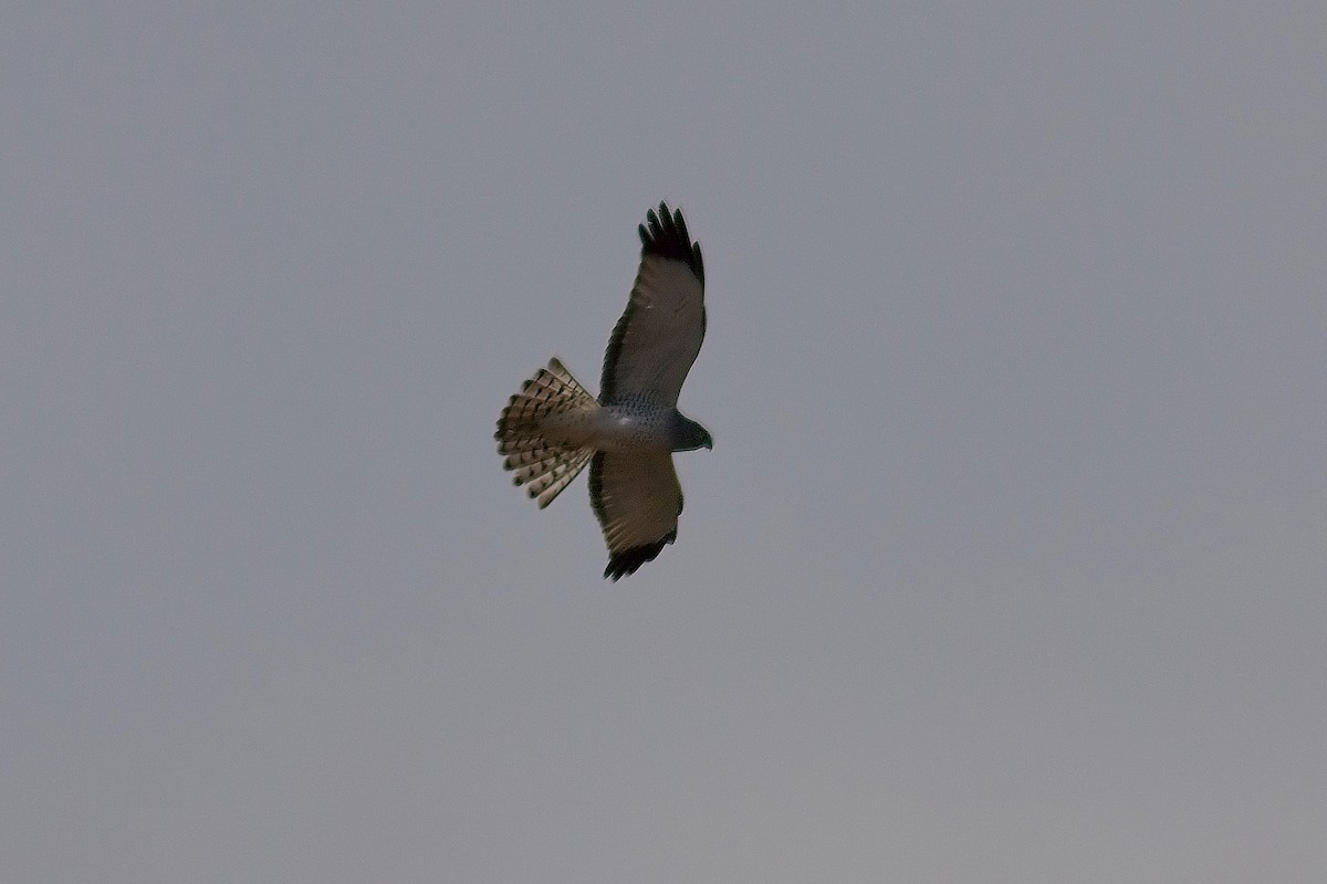 Northern Harrier - ML556945121