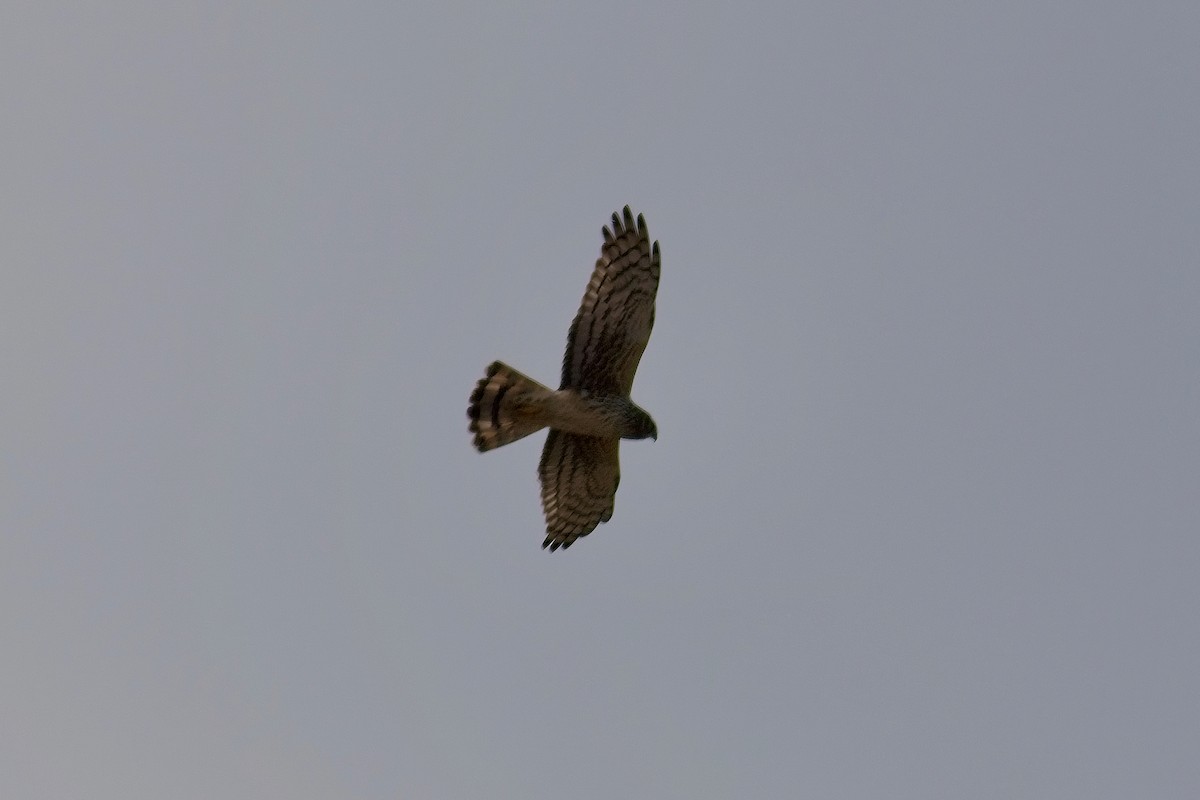 Northern Harrier - ML556945141