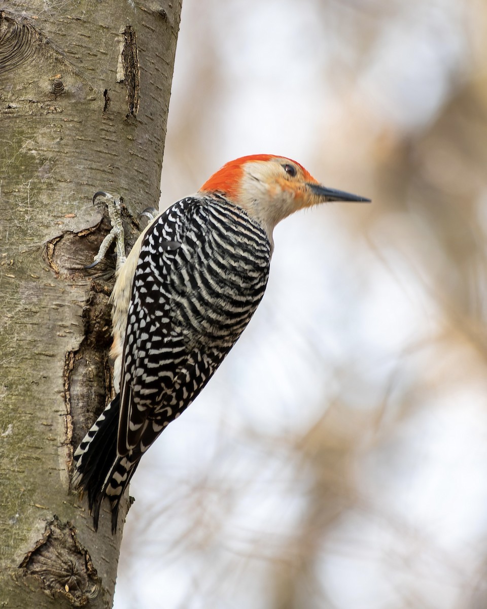 Red-bellied Woodpecker - ML556945171