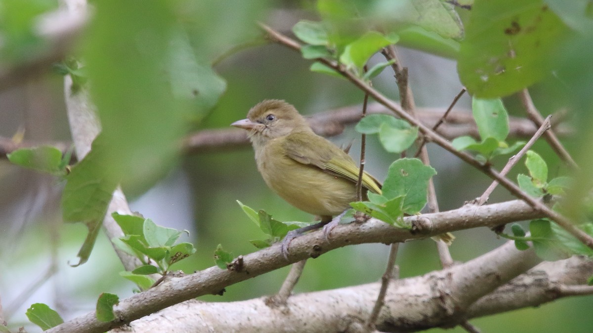 buskvireo (flavipes gr.) - ML556946771