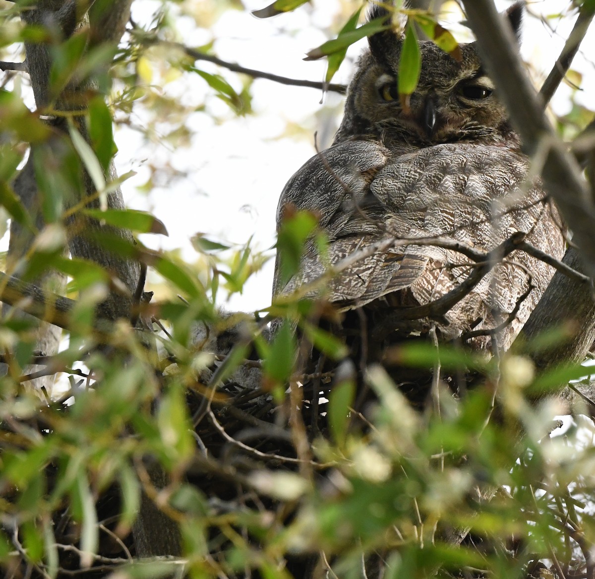 Great Horned Owl - ML556947501