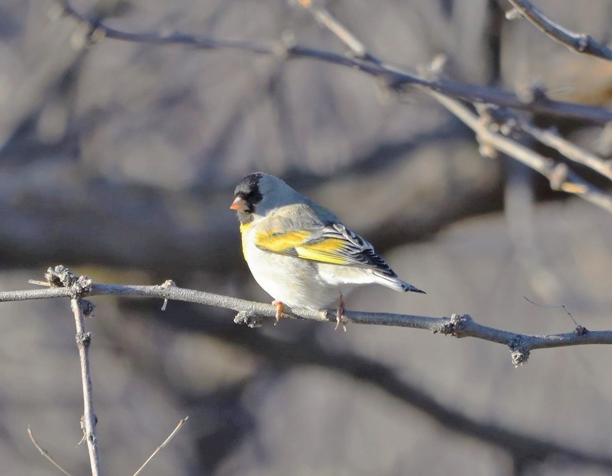 Lawrence's Goldfinch - ML556947881